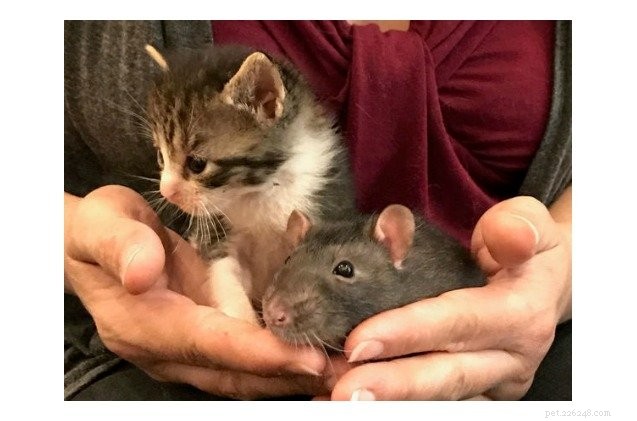 Ratti e gatti orfani rompono stereotipi secolari