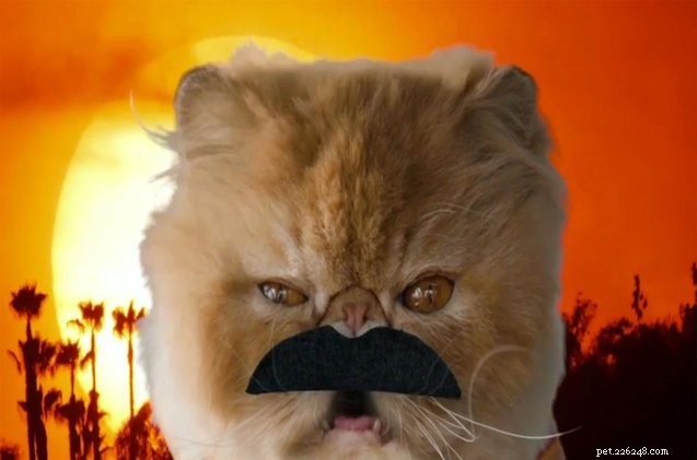 Shahs Of Sunset Feline Parody Is The Cat s Meow [Vídeo]