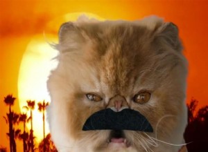 Shahs Of Sunset Feline Parody Is The Cat’s Meow [видео]