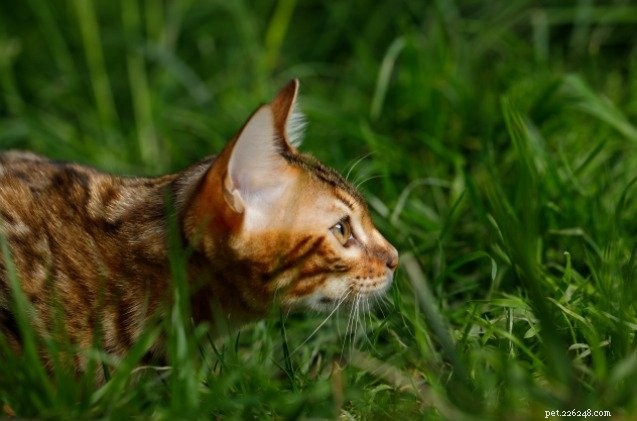 Cochilo de gatos em ascensão no Reino Unido