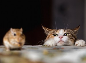 영국 의회, 설치류 퇴치 위해 고양이 찾아 