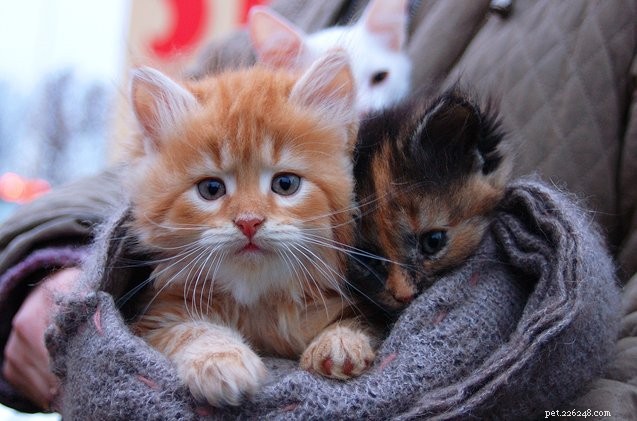 Kattungesäsongen är i full gång, och det är dåliga nyheter för skyddshem