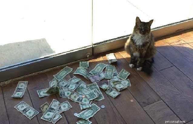 Kočka Tulsa přináší peníze pro místní bezdomovce