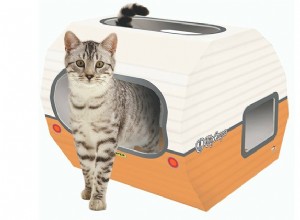 Kitty Camper Van은 황삭할 때 모든 베이스를 강타합니다.