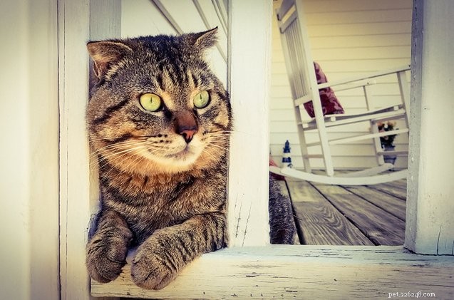 5 intressanta fakta om Tabby Cats