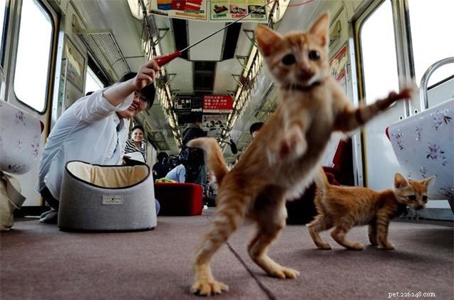 Estamos a bordo do primeiro Cat Cafe do Japão em um trem!