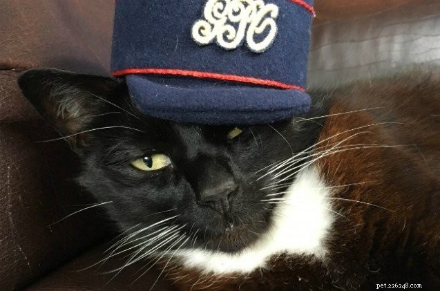 Londýnské poštovní muzeum hledá obrázek Dokonalé poštovní kočičky