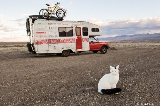 Tato kočka na cestách žije život, jaký si přejete