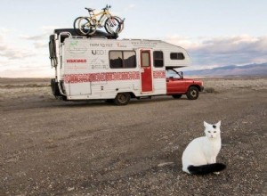 Sluwe kat infiltreert in het hondentherapieprogramma van de luchthaven [Video]