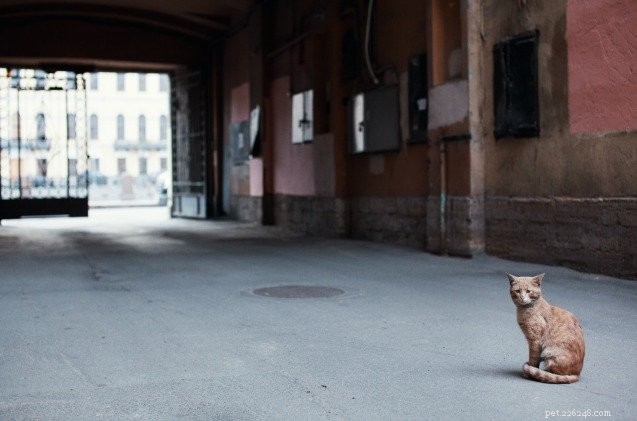 I gatti selvatici inseguono i topi nelle aree urbane per guadagnarsi da vivere