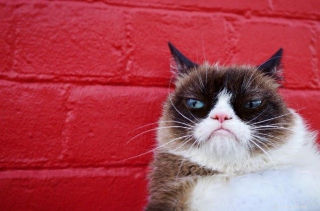 Grumpy Cat s ergste eer ooit als ze bovenaan de Forbes lijst met beste huisdierbeïnvloeders staat