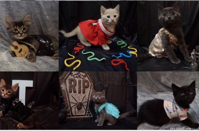 衣装を着た子猫がテイラー・スウィフトとスパークス・フライに敬意を表する！ 