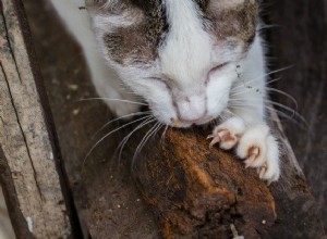 발톱이 고양이 Declawing에 대한 전투에서 나오고 있습니다 