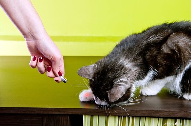 Voor- en nadelen van kattenspeelgoed met laserpointer