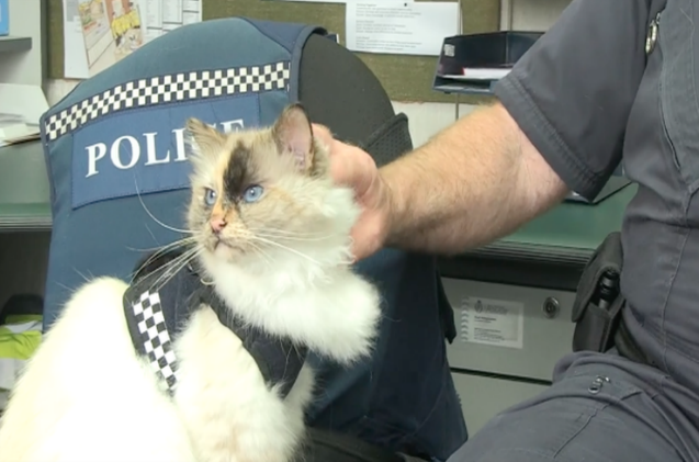 I gattini della polizia governano il posatoio nei dipartimenti di polizia della Nuova Zelanda [Video]