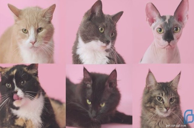 Planerat föräldraskap använder Pussycats för nya sexundervisningsvideor [Video]