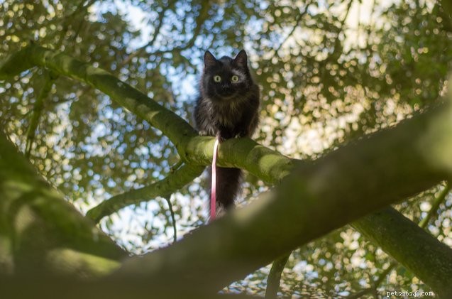 Hurligt poliskonto om katten som fastnat i trädet blir viral