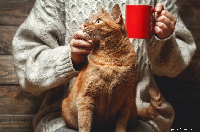 Первое кошачье кафе в Рейкьявике откроется на это Рождество