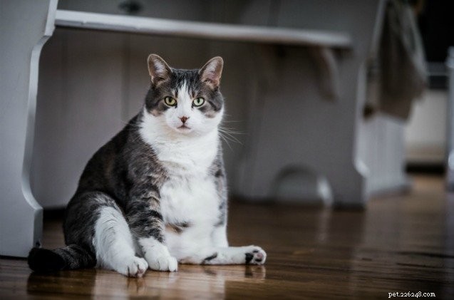 Experter rekommenderar schweiziska feta katter jagar efter sin mat