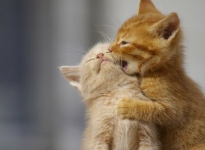 キティケアのよくある質問：猫の飼い主に関する4つの一般的な質問へのクイックアンサー 