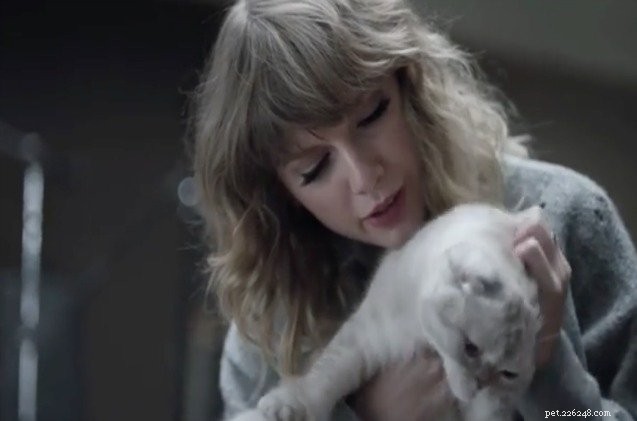 Taylor Swift의 고양이는 그녀의 새 앨범이 발매될 때 그녀의 곁눈질 시간을 도와줍니다