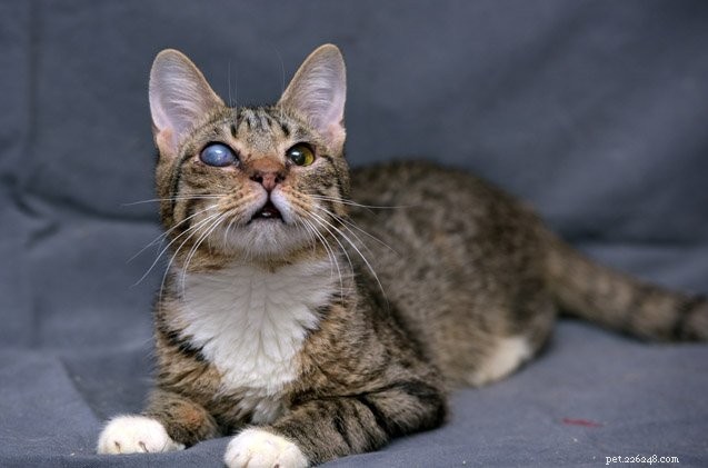Všechna fakta o glaukomu u koček