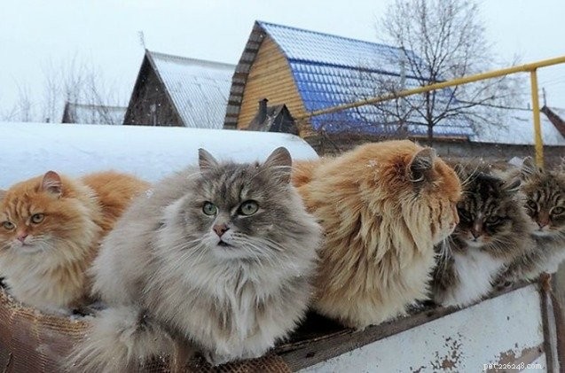 Siberische Crazy Cat Farm heeft een miljoen kattenbewoners