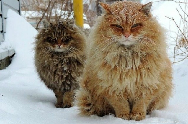 シベリアのクレイジーキャットファームは百万匹の猫の住人を誇っています 