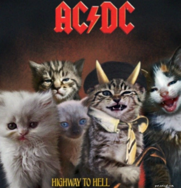 Le copertine degli album dei gattini dimostrano che i gatti fanno rock!