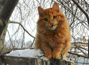 100만 마리의 고양이 거주자를 자랑하는 시베리아 미친 고양이 농장