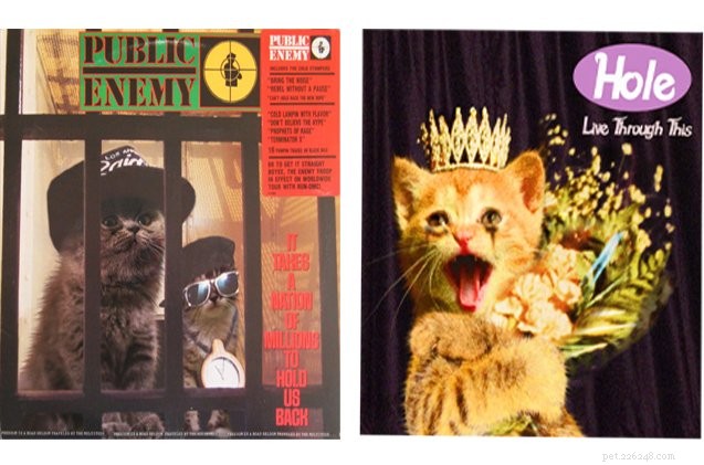Kitten albumhoezen bewijzen dat katten rocken!