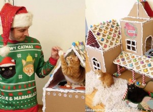 고양이를 위한 DIY Gingerbread House는 거부하기 너무 유혹적입니다 [동영상]