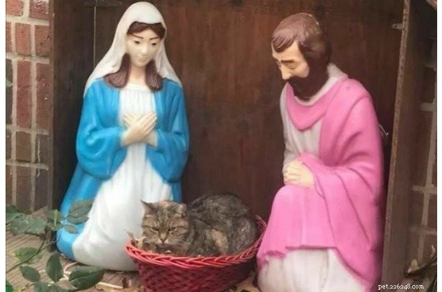 고양이는 NY Nativity Scene Manger에서 고요한 밤에 정착합니다.