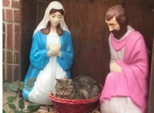 고양이는 NY Nativity Scene Manger에서 고요한 밤에 정착합니다.