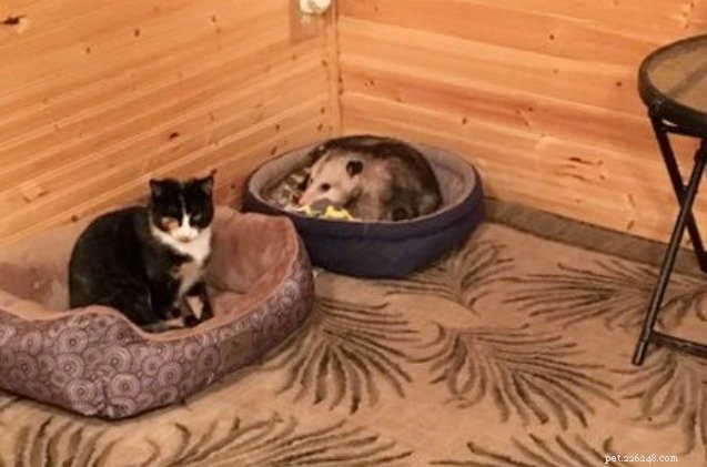Doe alsof kitten profiteert van de gastvrijheid van oma in Kansas
