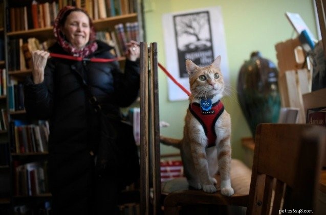 Запрещенный библиотечный кот дал новый концерт в рамках движения за распространение грамотности