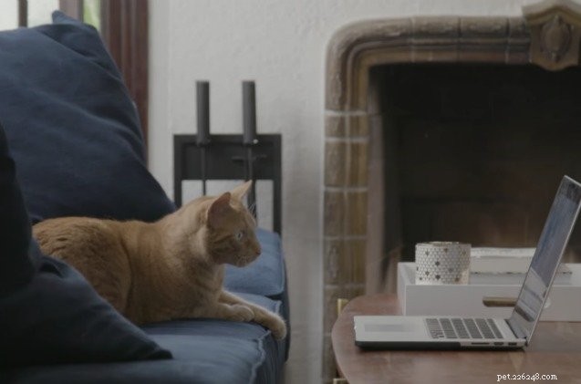 Коты-сотрудники Netflix не могут даже смотреть «Очень странные дела» «Этот момент» [видео]