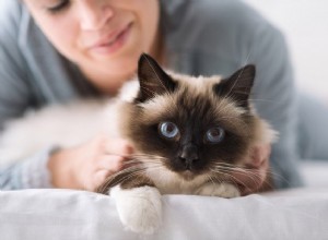 猫がどのように彼らの道を明らかにするかについての衝撃的な真実！ 