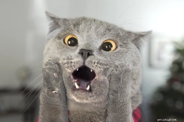 「ホーム・アローン」の猫のリメイクは奇妙なホリデークラシックです[ビデオ] 