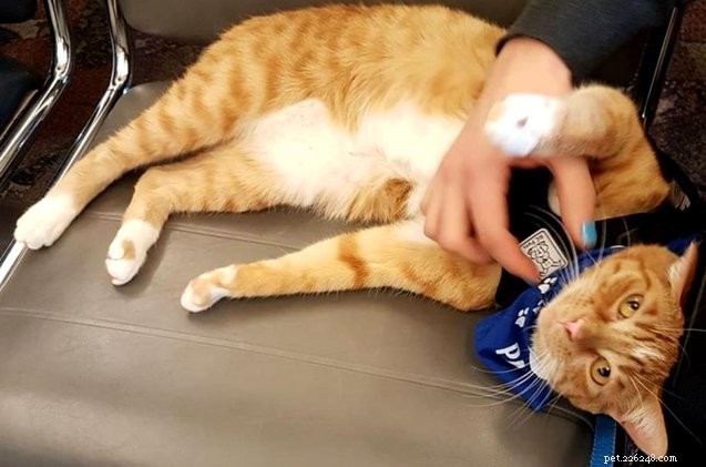 Этот очаровательный полосатый кот снимает стресс, вызванный полетами, с помощью обнимашек