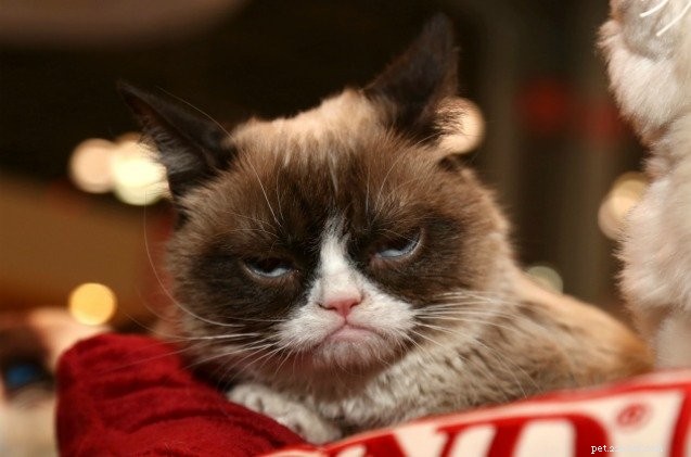 Grumpy Cat verbetert na het winnen van $ 710.000 in rechtszaak