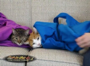 고양이를 위한  Snuggie  역할을 하는 고양이 가방 캐리어