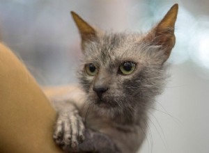 Mezinárodní asociace koček přidala do svého seznamu plemeno Lykoi