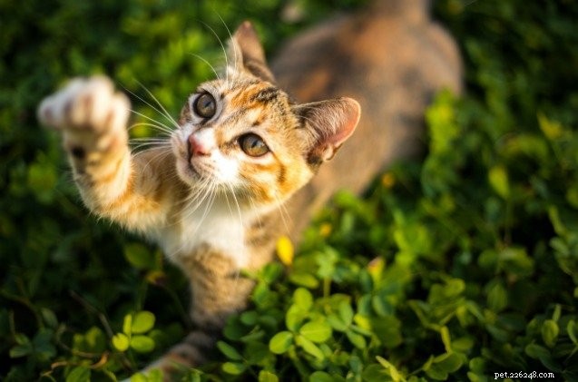 연구에 따르면 성별에 따라 고양이의 앞발이 지배적일 수 있다고 제안합니다.