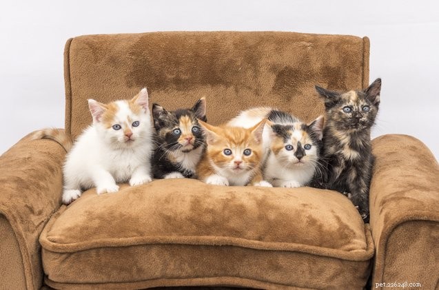  5마리 고양이  연구에 따르면 고양이는 성격 유형이 있음이 밝혀졌습니다.
