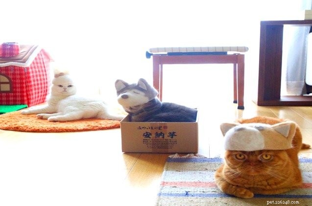 I fantastici gatti giapponesi indossano cappelli fatti con la loro stessa pelliccia