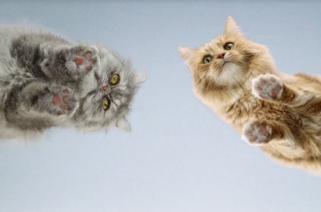 고양이에서 영감을 받은 인터랙티브 갤러리가 뉴욕에 등장합니다