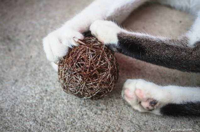 Канадская ветеринарная медицинская ассоциация выступает против удаления когтей у кошек