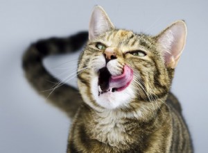 なぜあなたはあなたの猫を彼女の食べ物のために働かせる必要があるのですか 