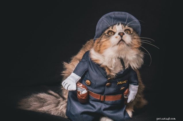 Благодаря Твиттеру у Троя появился полицейский кот
